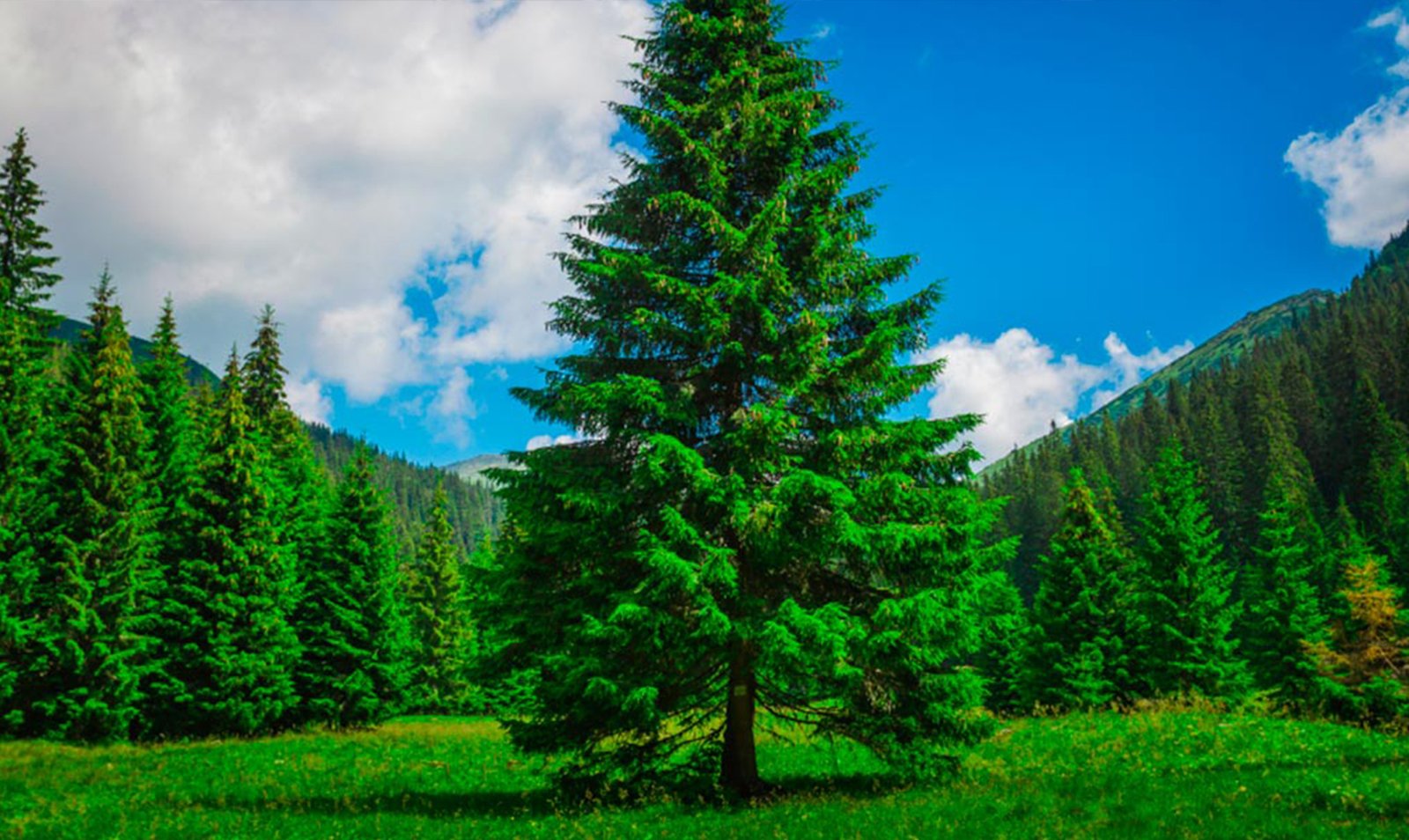 Pine is also a tree that bends without breaking